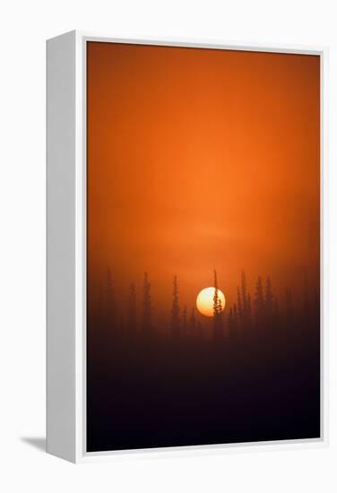 View of Sunrise over Spruces Trees, Fairbanks, Alaska, USA-Hugh Rose-Framed Premier Image Canvas