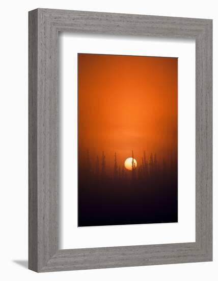 View of Sunrise over Spruces Trees, Fairbanks, Alaska, USA-Hugh Rose-Framed Photographic Print