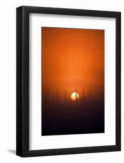 View of Sunrise over Spruces Trees, Fairbanks, Alaska, USA-Hugh Rose-Framed Photographic Print