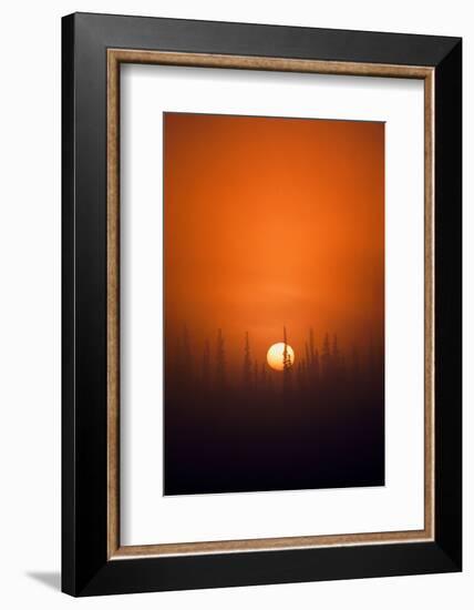 View of Sunrise over Spruces Trees, Fairbanks, Alaska, USA-Hugh Rose-Framed Photographic Print