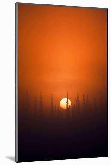 View of Sunrise over Spruces Trees, Fairbanks, Alaska, USA-Hugh Rose-Mounted Photographic Print