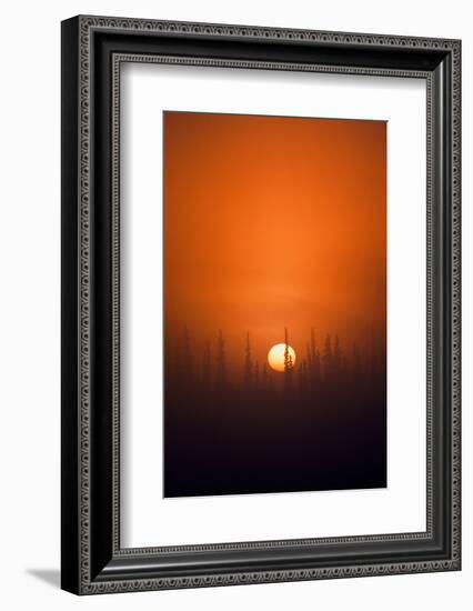 View of Sunrise over Spruces Trees, Fairbanks, Alaska, USA-Hugh Rose-Framed Photographic Print