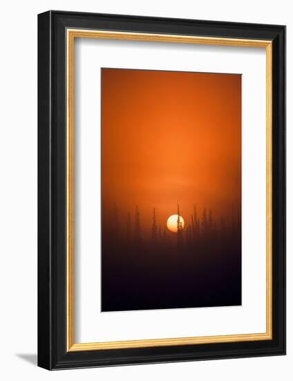 View of Sunrise over Spruces Trees, Fairbanks, Alaska, USA-Hugh Rose-Framed Photographic Print