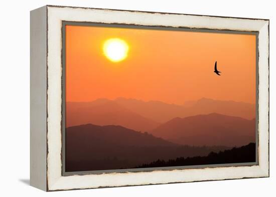 View of sunset over mountains with flying swift, Cumbria, UK-Ashley Cooper-Framed Premier Image Canvas