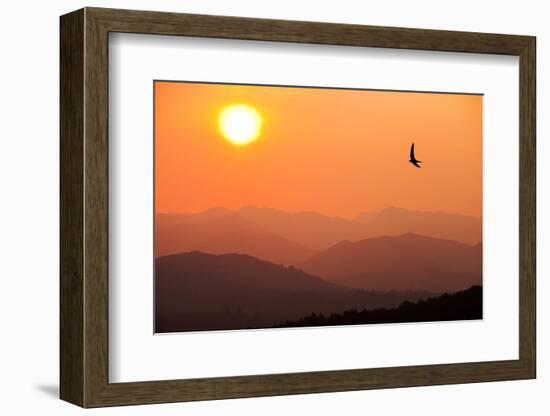 View of sunset over mountains with flying swift, Cumbria, UK-Ashley Cooper-Framed Photographic Print