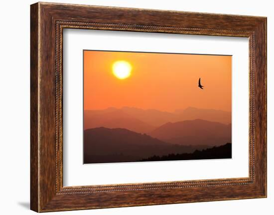 View of sunset over mountains with flying swift, Cumbria, UK-Ashley Cooper-Framed Photographic Print