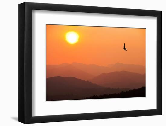 View of sunset over mountains with flying swift, Cumbria, UK-Ashley Cooper-Framed Photographic Print