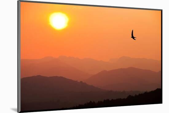 View of sunset over mountains with flying swift, Cumbria, UK-Ashley Cooper-Mounted Photographic Print