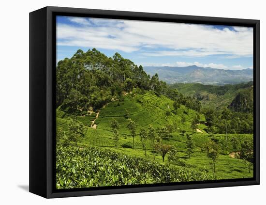 View of Tea Plantations from Lipton's Seat, Haputale, Sri Lanka, Asia-Jochen Schlenker-Framed Premier Image Canvas