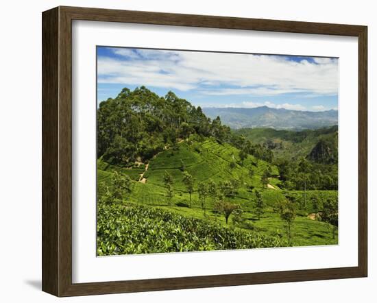 View of Tea Plantations from Lipton's Seat, Haputale, Sri Lanka, Asia-Jochen Schlenker-Framed Photographic Print