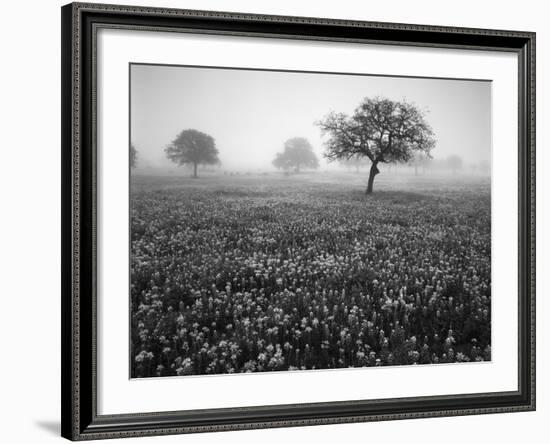 View of Texas Paintbrush and Bluebonnets Flowers at Dawn, Hill Country, Texas, USA-Adam Jones-Framed Photographic Print