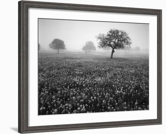 View of Texas Paintbrush and Bluebonnets Flowers at Dawn, Hill Country, Texas, USA-Adam Jones-Framed Photographic Print