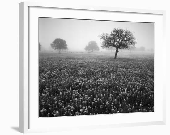 View of Texas Paintbrush and Bluebonnets Flowers at Dawn, Hill Country, Texas, USA-Adam Jones-Framed Photographic Print