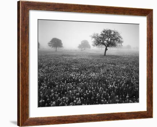 View of Texas Paintbrush and Bluebonnets Flowers at Dawn, Hill Country, Texas, USA-Adam Jones-Framed Photographic Print