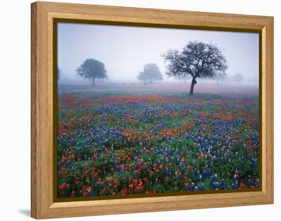 View of Texas Paintbrush and Bluebonnets Flowers at Dawn, Hill Country, Texas, USA-Adam Jones-Framed Premier Image Canvas