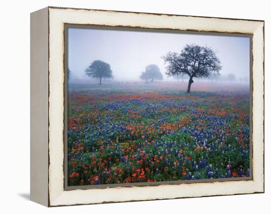 View of Texas Paintbrush and Bluebonnets Flowers at Dawn, Hill Country, Texas, USA-Adam Jones-Framed Premier Image Canvas