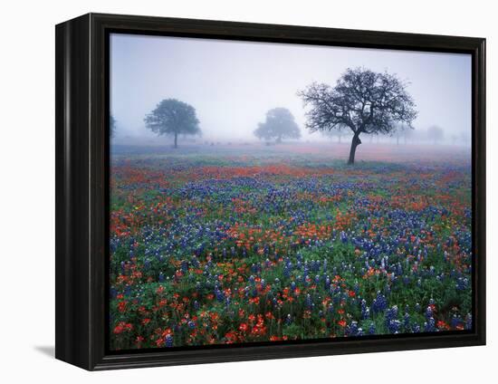 View of Texas Paintbrush and Bluebonnets Flowers at Dawn, Hill Country, Texas, USA-Adam Jones-Framed Premier Image Canvas