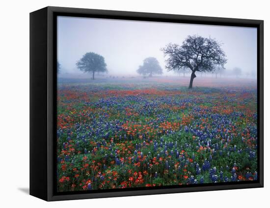 View of Texas Paintbrush and Bluebonnets Flowers at Dawn, Hill Country, Texas, USA-Adam Jones-Framed Premier Image Canvas