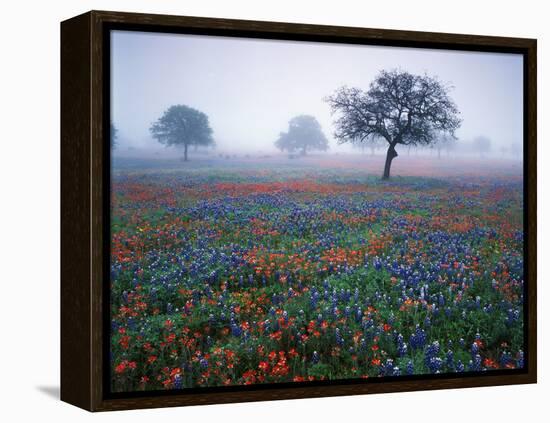 View of Texas Paintbrush and Bluebonnets Flowers at Dawn, Hill Country, Texas, USA-Adam Jones-Framed Premier Image Canvas