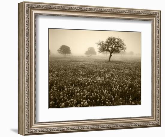 View of Texas Paintbrush and Bluebonnets Flowers at Dawn, Hill Country, Texas, USA-Adam Jones-Framed Photographic Print