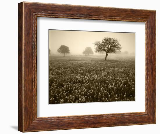 View of Texas Paintbrush and Bluebonnets Flowers at Dawn, Hill Country, Texas, USA-Adam Jones-Framed Photographic Print