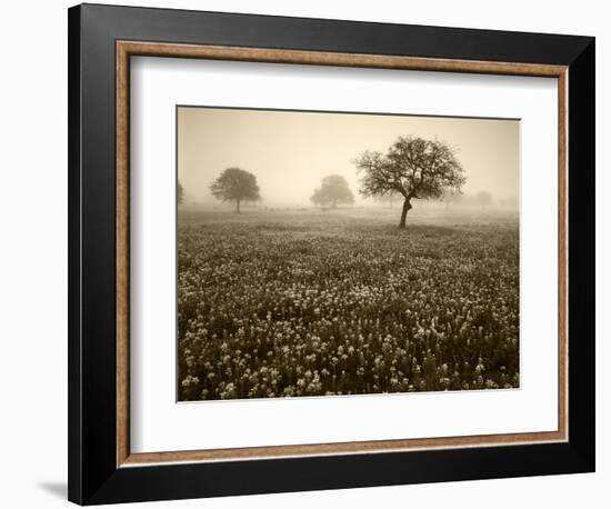 View of Texas Paintbrush and Bluebonnets Flowers at Dawn, Hill Country, Texas, USA-Adam Jones-Framed Photographic Print
