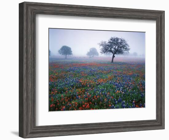 View of Texas Paintbrush and Bluebonnets Flowers at Dawn, Hill Country, Texas, USA-Adam Jones-Framed Photographic Print