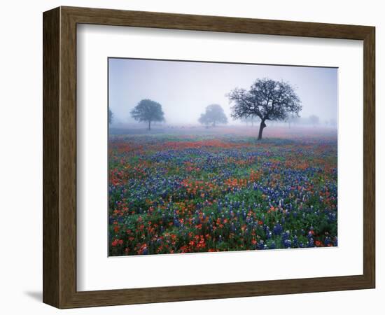 View of Texas Paintbrush and Bluebonnets Flowers at Dawn, Hill Country, Texas, USA-Adam Jones-Framed Photographic Print