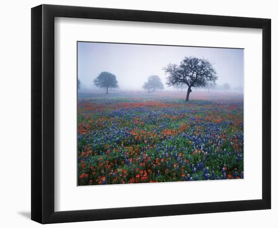 View of Texas Paintbrush and Bluebonnets Flowers at Dawn, Hill Country, Texas, USA-Adam Jones-Framed Photographic Print