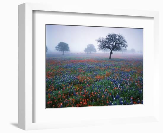 View of Texas Paintbrush and Bluebonnets Flowers at Dawn, Hill Country, Texas, USA-Adam Jones-Framed Photographic Print