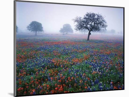 View of Texas Paintbrush and Bluebonnets Flowers at Dawn, Hill Country, Texas, USA-Adam Jones-Mounted Photographic Print