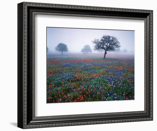 View of Texas Paintbrush and Bluebonnets Flowers at Dawn, Hill Country, Texas, USA-Adam Jones-Framed Photographic Print