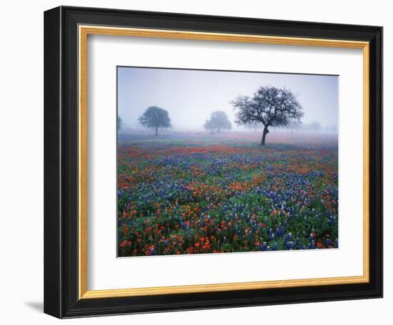 View of Texas Paintbrush and Bluebonnets Flowers at Dawn, Hill Country, Texas, USA-Adam Jones-Framed Photographic Print