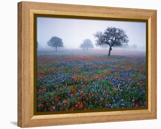 View of Texas Paintbrush and Bluebonnets Flowers at Dawn, Hill Country, Texas, USA-Adam Jones-Framed Premier Image Canvas
