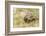 View of Texas Tortoise-Gary Carter-Framed Photographic Print