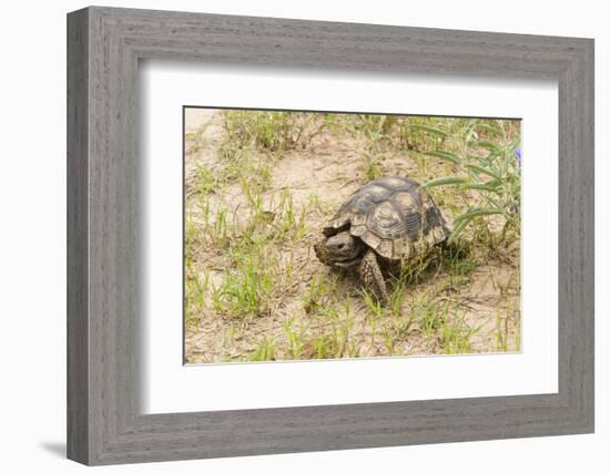 View of Texas Tortoise-Gary Carter-Framed Photographic Print