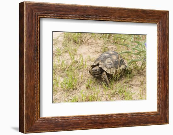 View of Texas Tortoise-Gary Carter-Framed Photographic Print