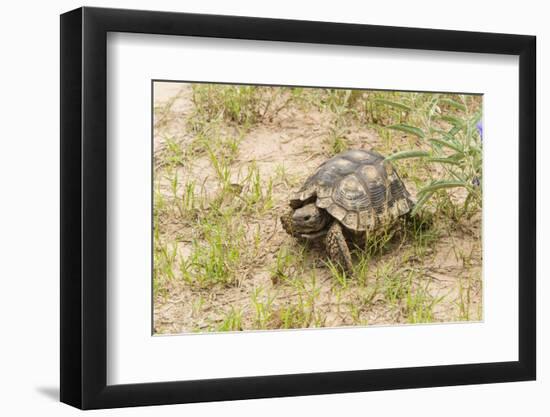 View of Texas Tortoise-Gary Carter-Framed Photographic Print