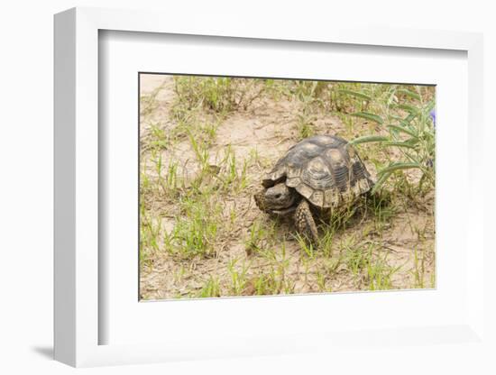 View of Texas Tortoise-Gary Carter-Framed Photographic Print