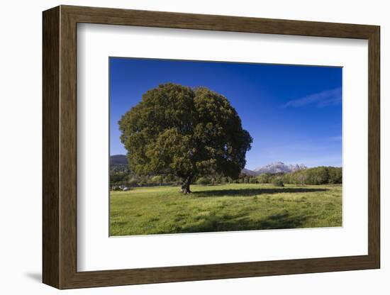 View of the Aiguilles De Bavella, Quenza, Corsica, France-Walter Bibikow-Framed Photographic Print