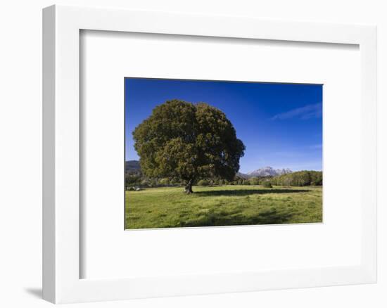 View of the Aiguilles De Bavella, Quenza, Corsica, France-Walter Bibikow-Framed Photographic Print