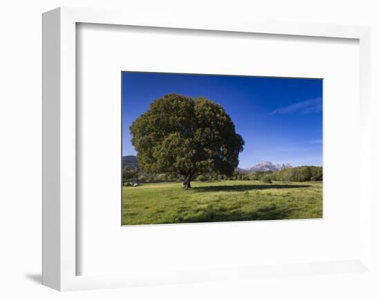 View of the Aiguilles De Bavella, Quenza, Corsica, France-Walter Bibikow-Framed Photographic Print