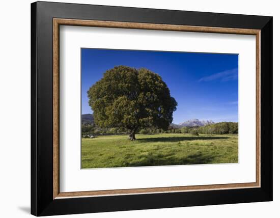 View of the Aiguilles De Bavella, Quenza, Corsica, France-Walter Bibikow-Framed Photographic Print