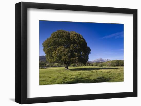 View of the Aiguilles De Bavella, Quenza, Corsica, France-Walter Bibikow-Framed Photographic Print