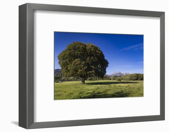 View of the Aiguilles De Bavella, Quenza, Corsica, France-Walter Bibikow-Framed Photographic Print