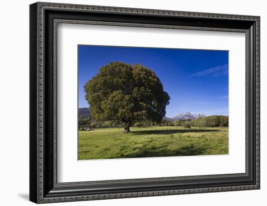 View of the Aiguilles De Bavella, Quenza, Corsica, France-Walter Bibikow-Framed Photographic Print