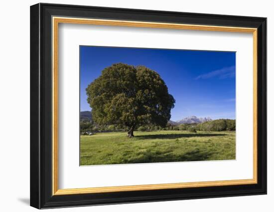 View of the Aiguilles De Bavella, Quenza, Corsica, France-Walter Bibikow-Framed Photographic Print