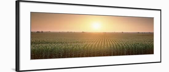 View of the Corn Field During Sunrise, Sacramento County, California, USA-null-Framed Photographic Print