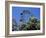 View of the Giant Prater Ferris Wheel Above Chestnut Trees in Bloom, Vienna, Austria-Richard Nebesky-Framed Photographic Print