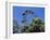 View of the Giant Prater Ferris Wheel Above Chestnut Trees in Bloom, Vienna, Austria-Richard Nebesky-Framed Photographic Print